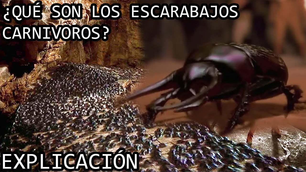 ¿Qué son los Escarabajos Carnivoros? EXPLICACIÓN | Los Escarabajos Come Carne de la Momia EXPLICADOS