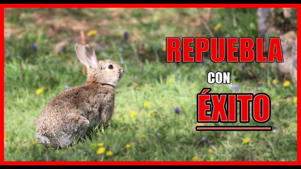 Como Repoblar CONEJOS de CAMPO con ÉXITO / Sin Gastar Dinero