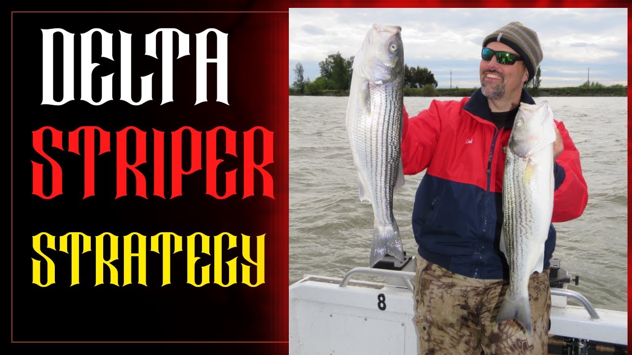 How To Catch Stripers In The California Delta