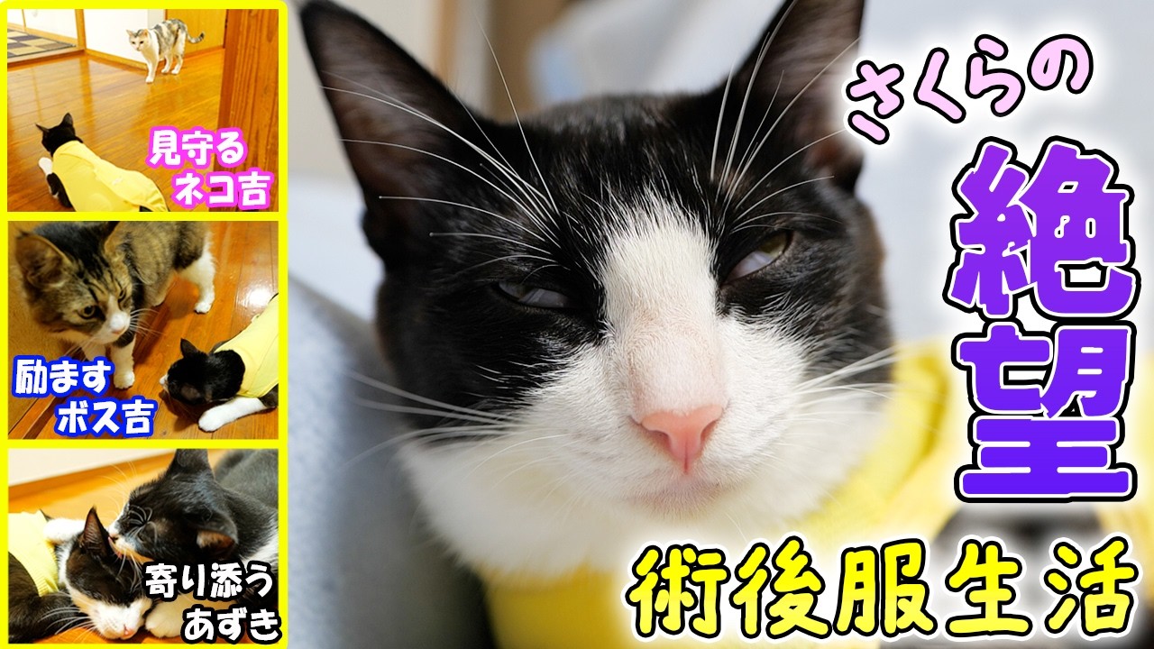避妊手術後にお腹の糸を噛み切ってしまった愛猫さくらの壮絶へなへな術後服生活が始まりました🐈