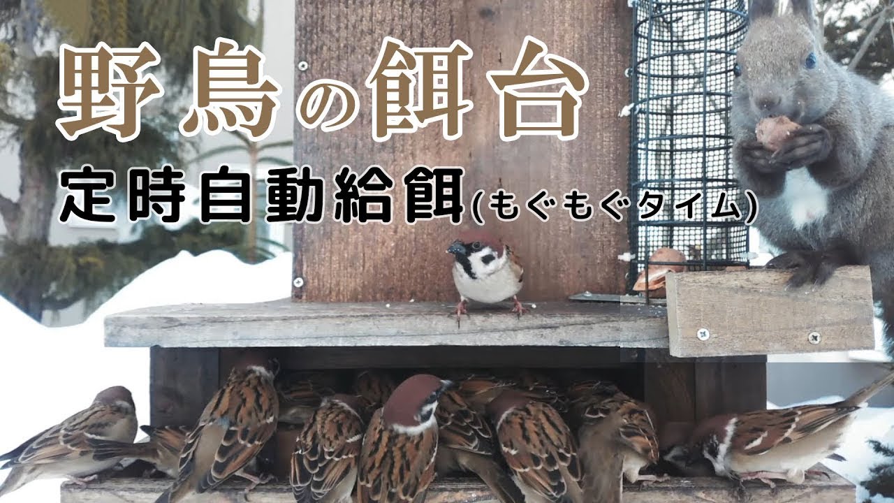 【エゾリスと野鳥の餌台】 定時自動給餌 シジュウカラ・ゴジュウカラ・ハシブトガラ・スズメ Automatic Bird Feeder 2026/02/19