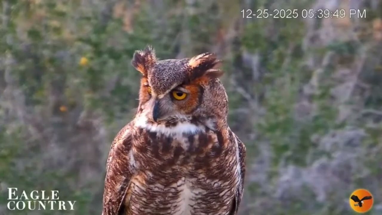 🦉Great Horned Owls spend Christmas🎄at Eagle Country ~ December 25, 2025