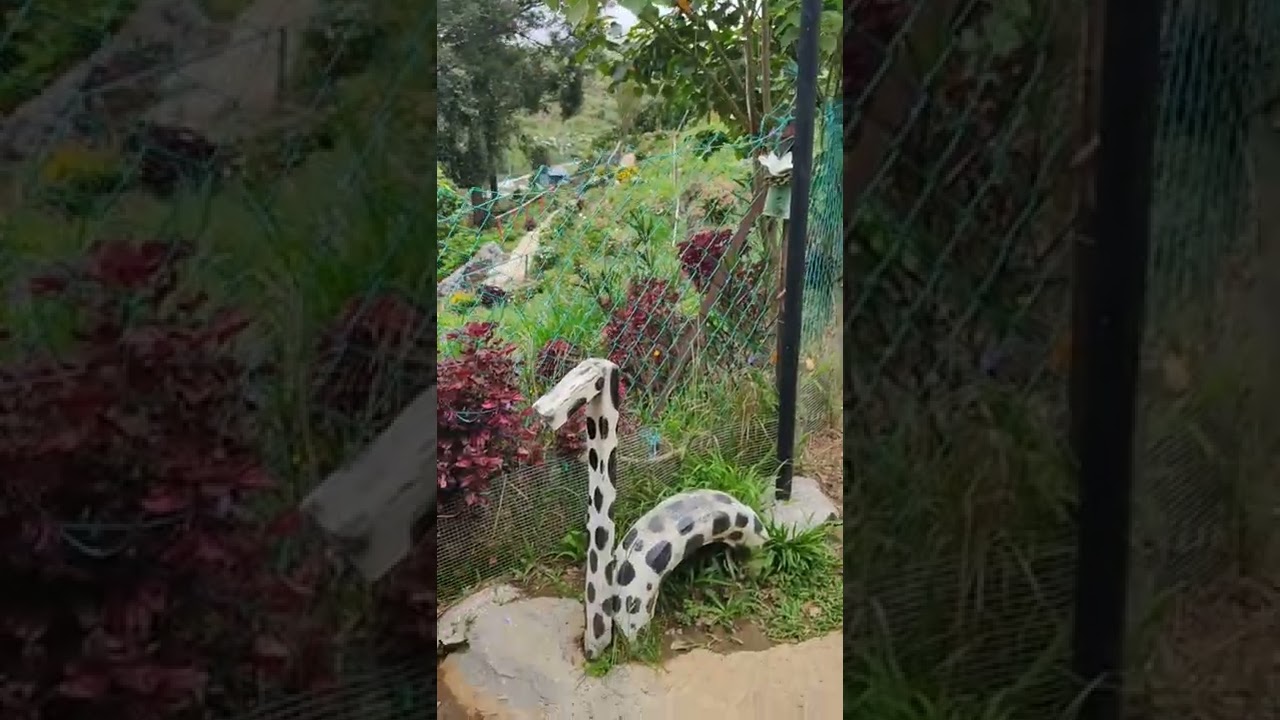 D'Mesilau Rabbit Garden 112021