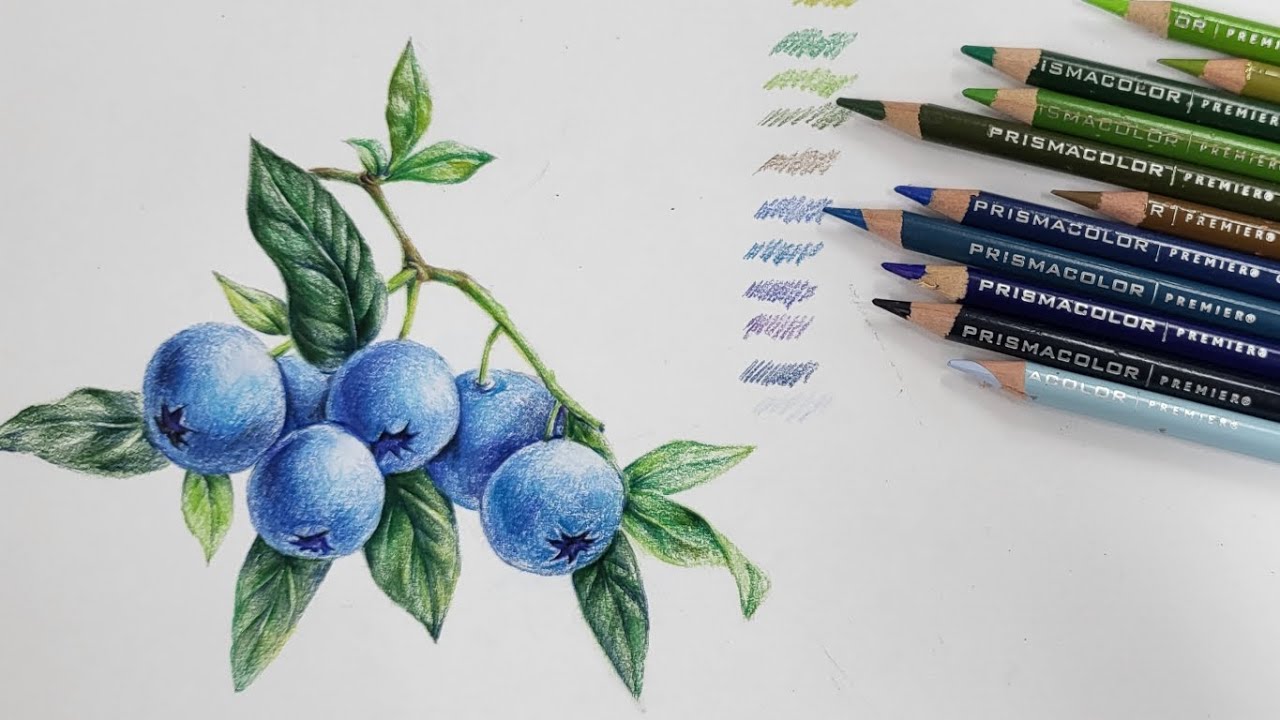 [블루베리-보태니컬아트] 색연필화/그림 그리는 과정 botanical art ​⁠@by.gonggam