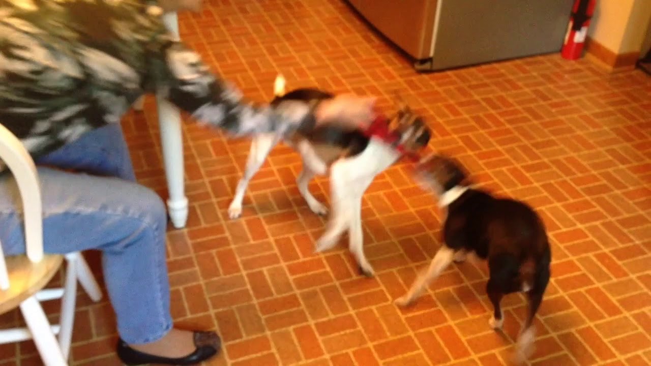 Rat Terrier Tug of War