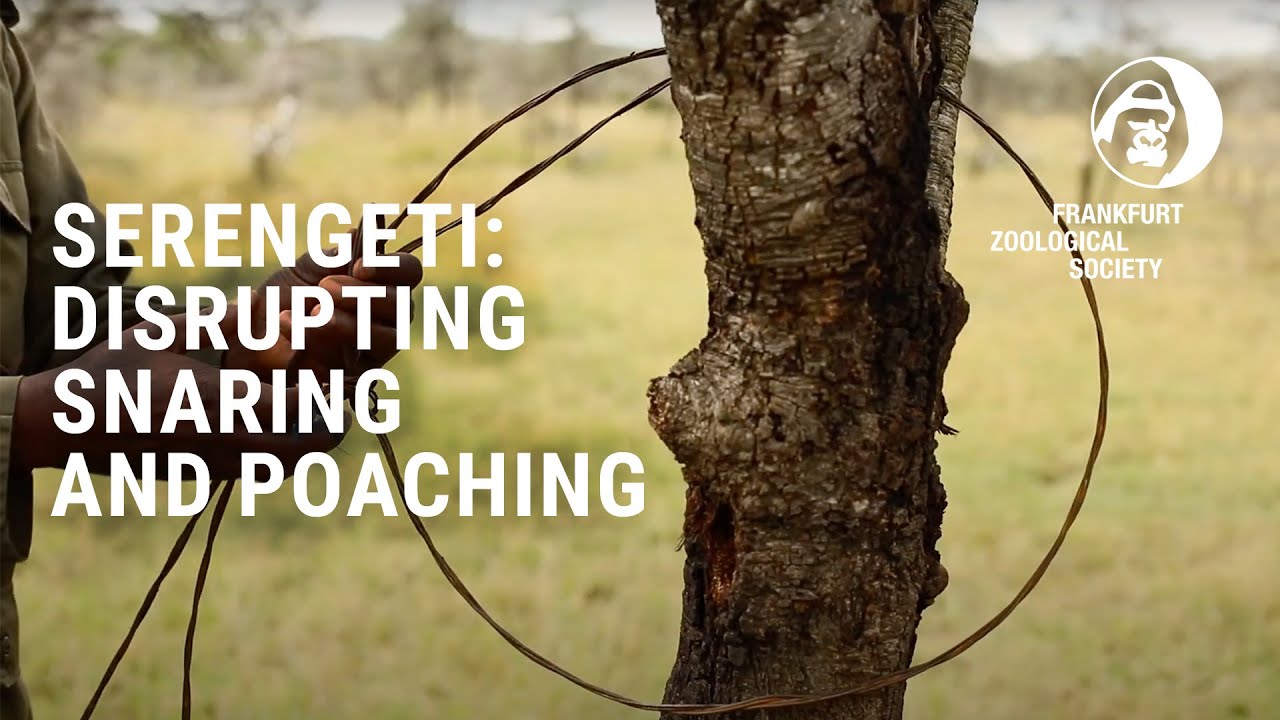 De-Snaring Serengeti