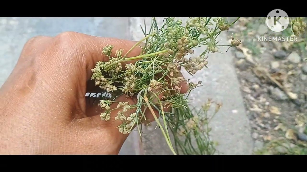Ajwain #వాము  uses and it's medicinal values @Palleturigarden26 