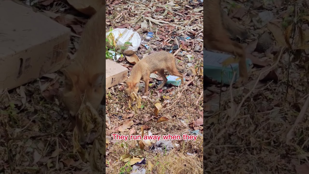 Indian Golden Fox 