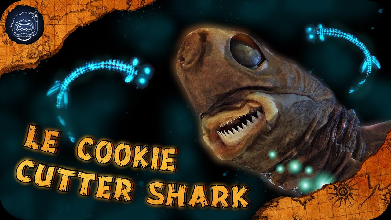 Ce Requin bioluminescent qui attaquait les sous-marins : Le Cookie Cutter Shark- #CURIOCEAN 19