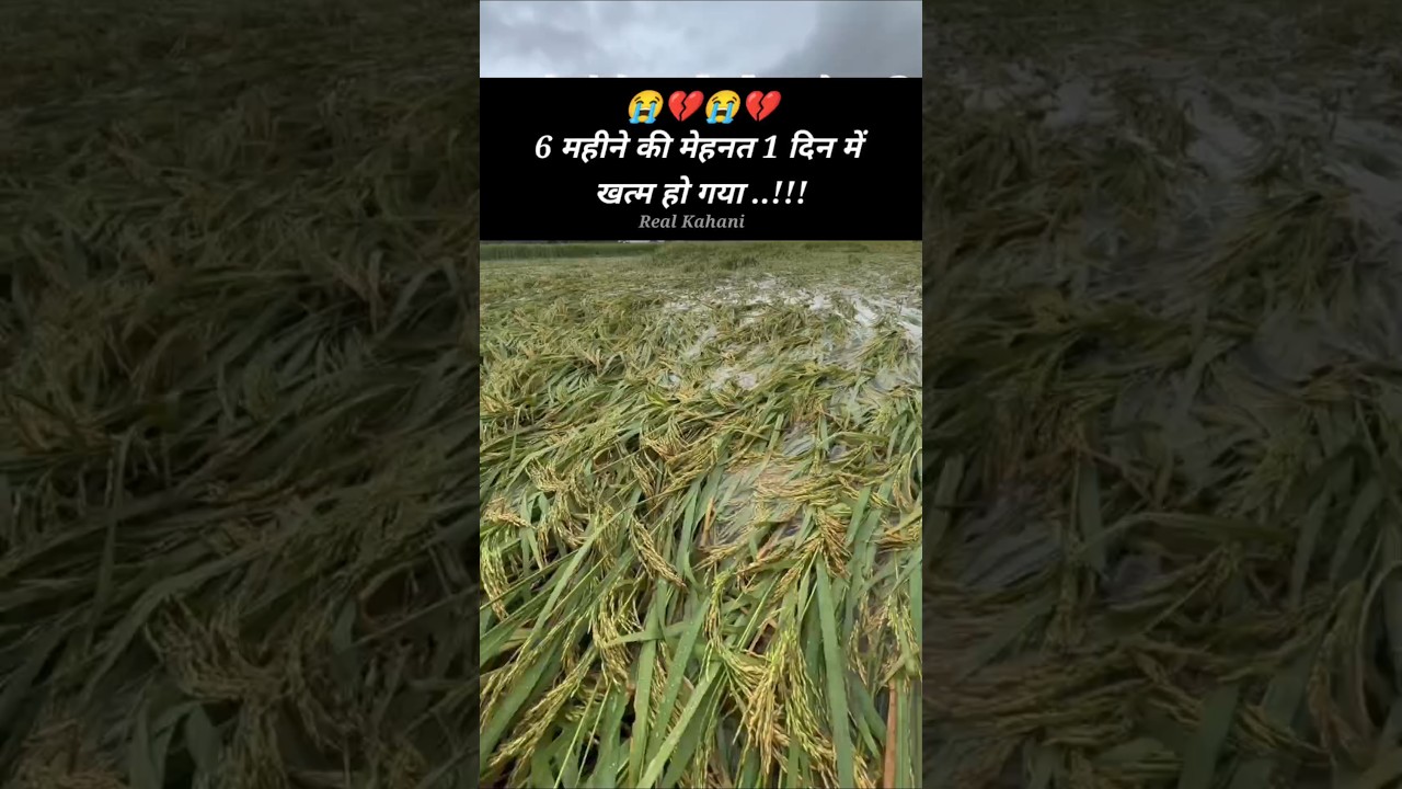 Dhaan Ki Kheti #shorts #sad #dhaan #dhaankikheti