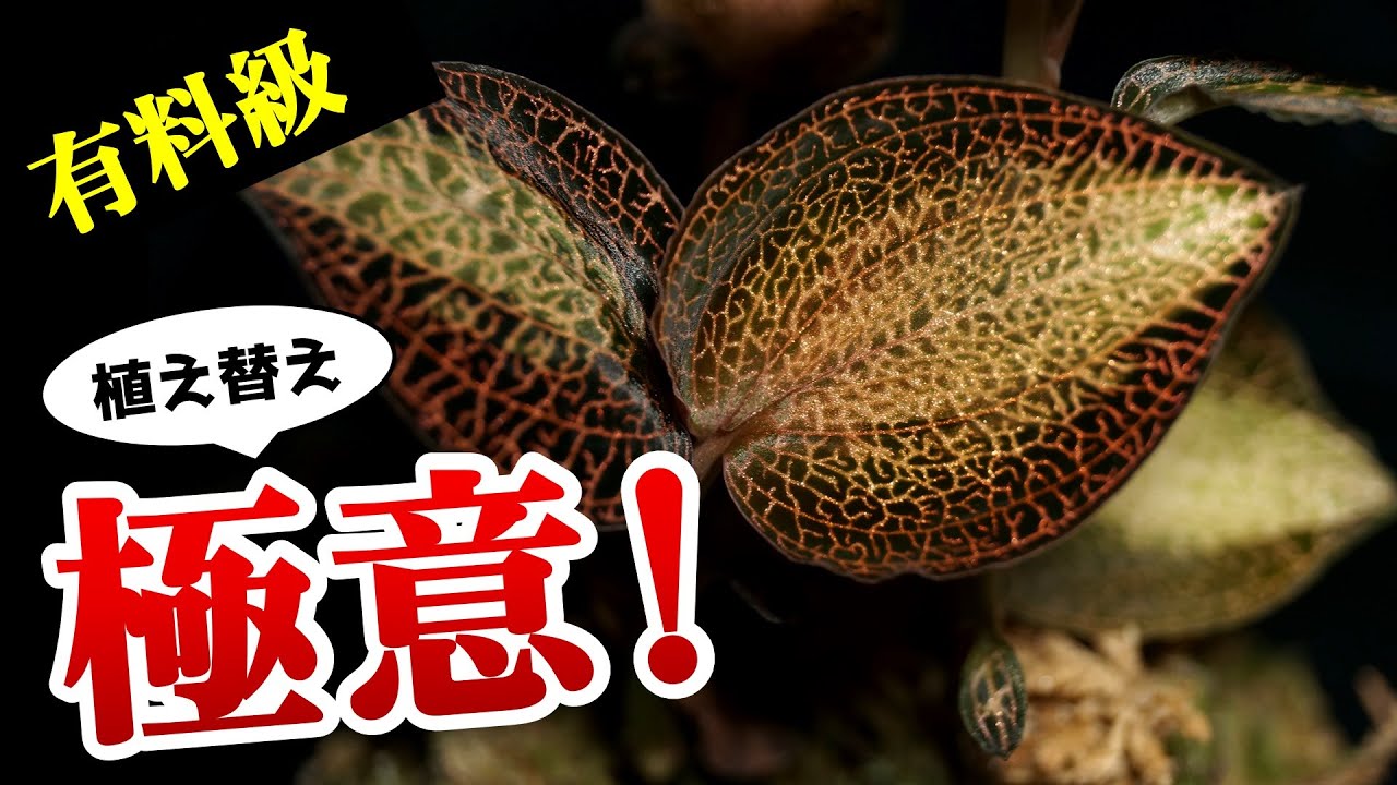 ”美しすぎる”観葉植物、最初の難関を徹底攻略！【ジュエルオーキッド】