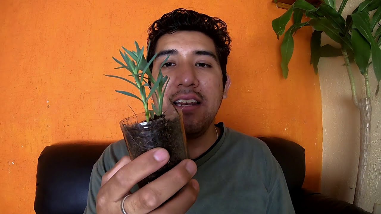 Cuidados de un Pequeño CLAVEL | Aprendiendo a Cuidar