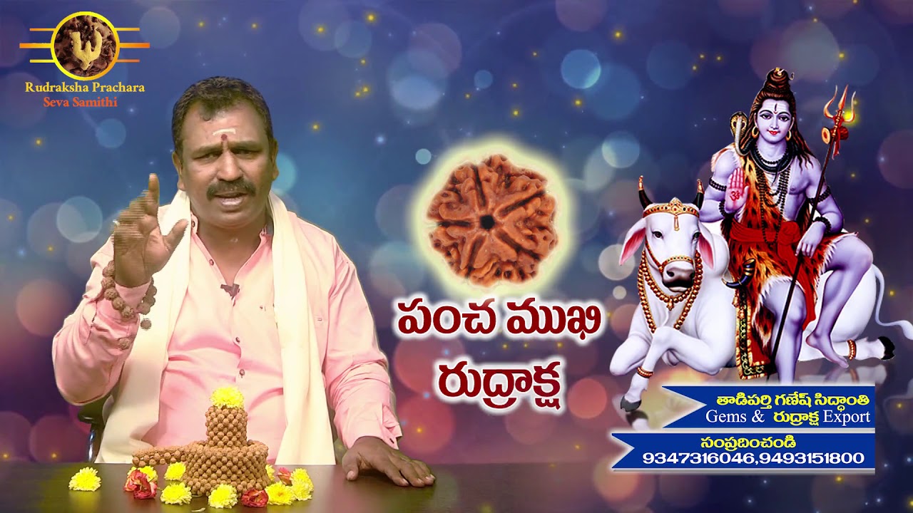 5 Mukhi Rudraksha...పంచముఖి రుద్రాక్ష...గురు బలం తగ్గితే ఎలా ఉంటుంది..