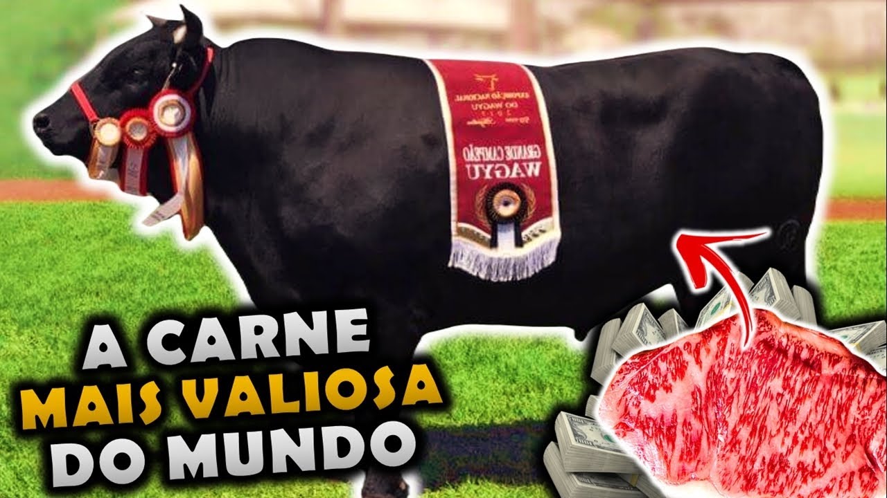 COMO O BOI DA CARNE MAIS CARA DO MUNDO É CRIADO - GADO WAGYU