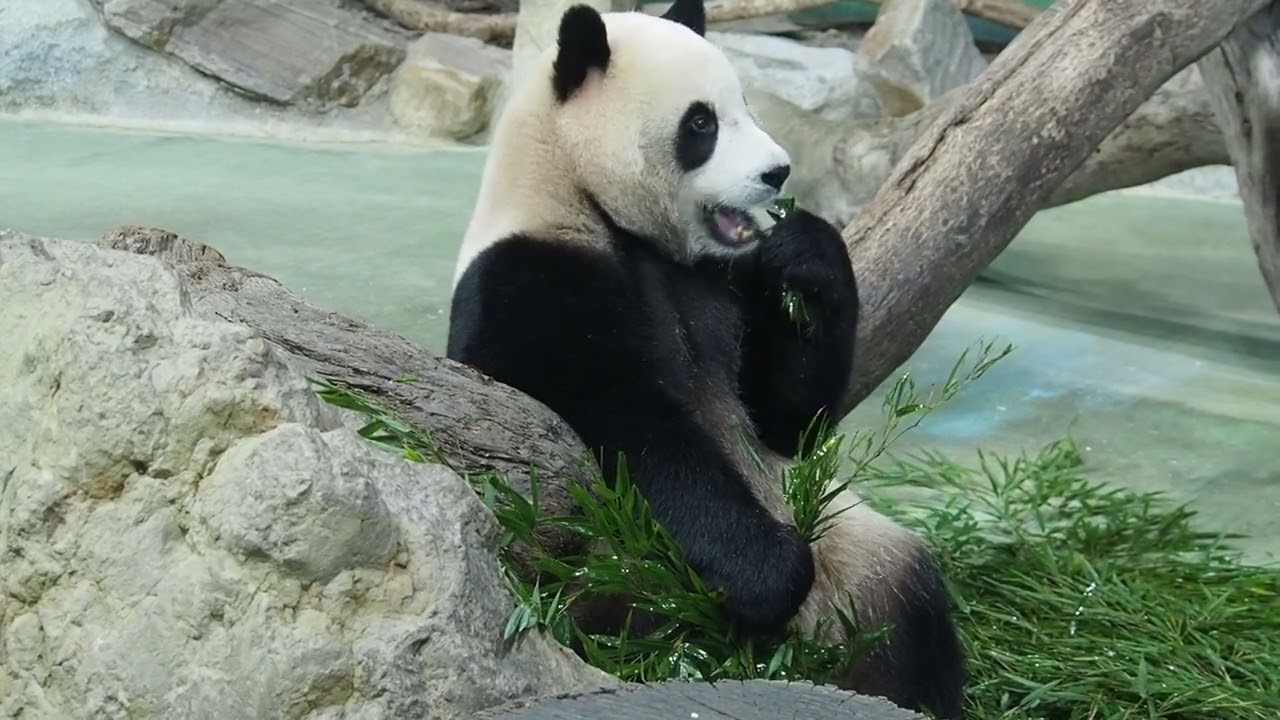 20230102  下午兩點，大貓熊圓寶（柔柔）獨自一熊坐在一起跟媽媽圓圓用餐的點心，認真吃竹葉，小熊這次非常乖，把彪爸比準備的，吃了不少！