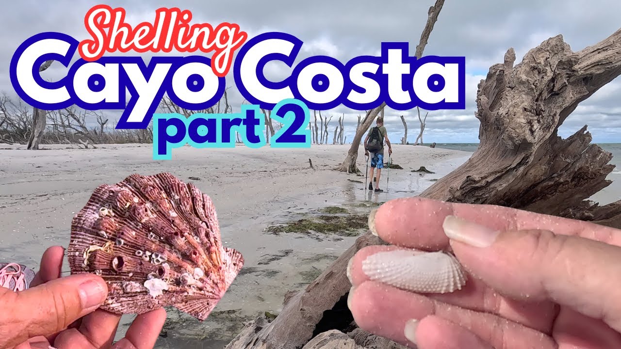 Shelling on Cayo Costa PART 2-- ANGEL WINGS, Lions Paw & WORLD FAMOUS She Sells Sea Shells Sanibel