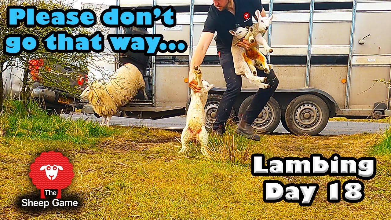 HAPPY ENDINGS *GUARANTEED  |  Vlog 18 - Lambing 2021