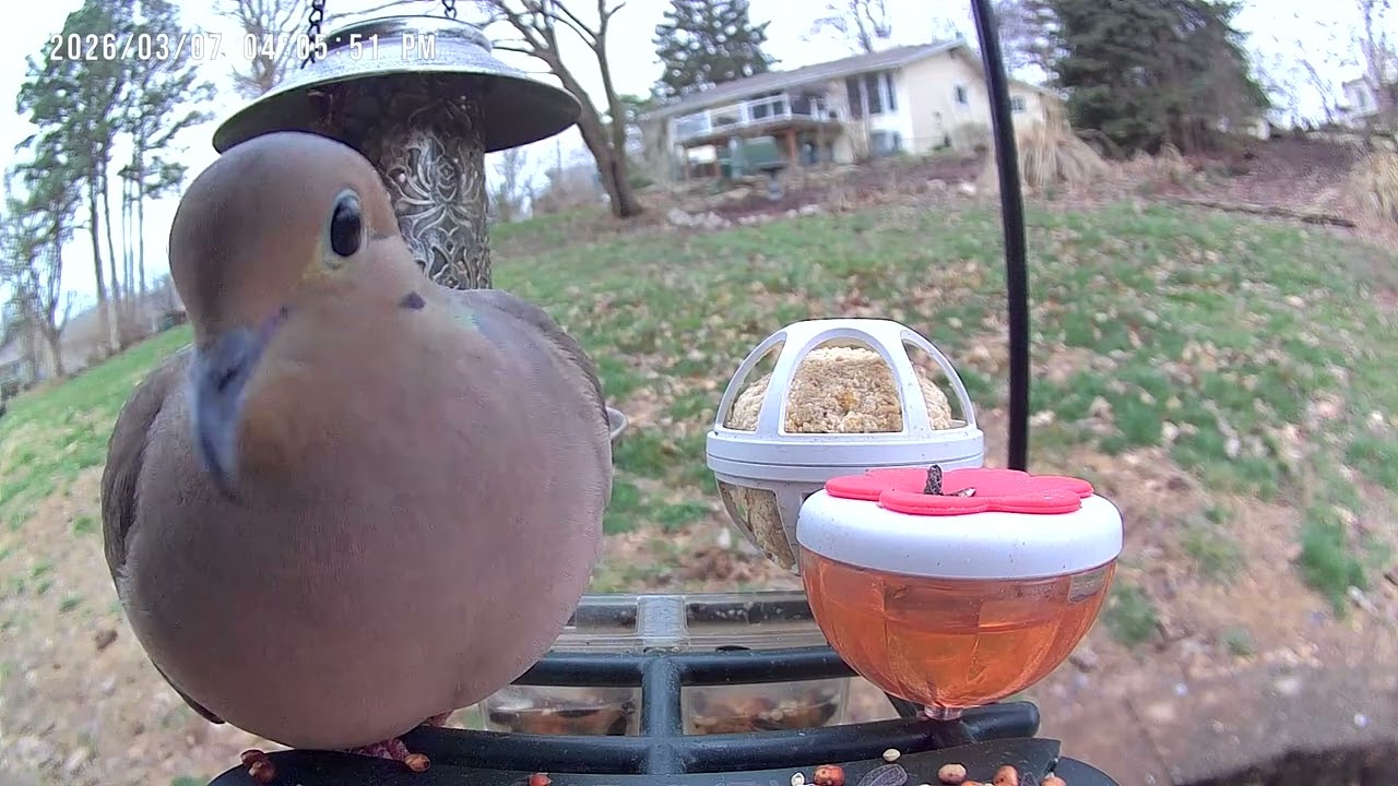 This big guy is still chilling on the Feeder! #birdcam #mourningdoves #birds 