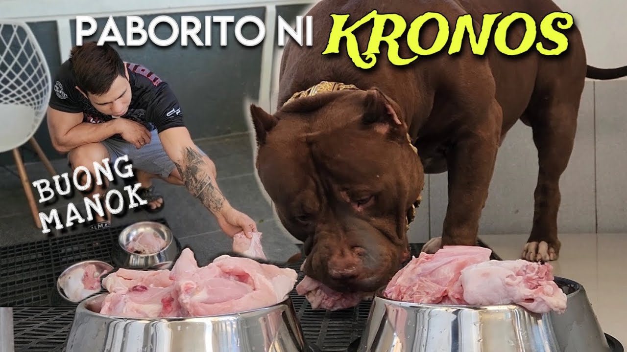 HOW I FEED MY GIANT XL AMERICAN BULLY DOG &bull; KRONOS &bull; Chicken Breast + Legs &bull; Sam Walastik