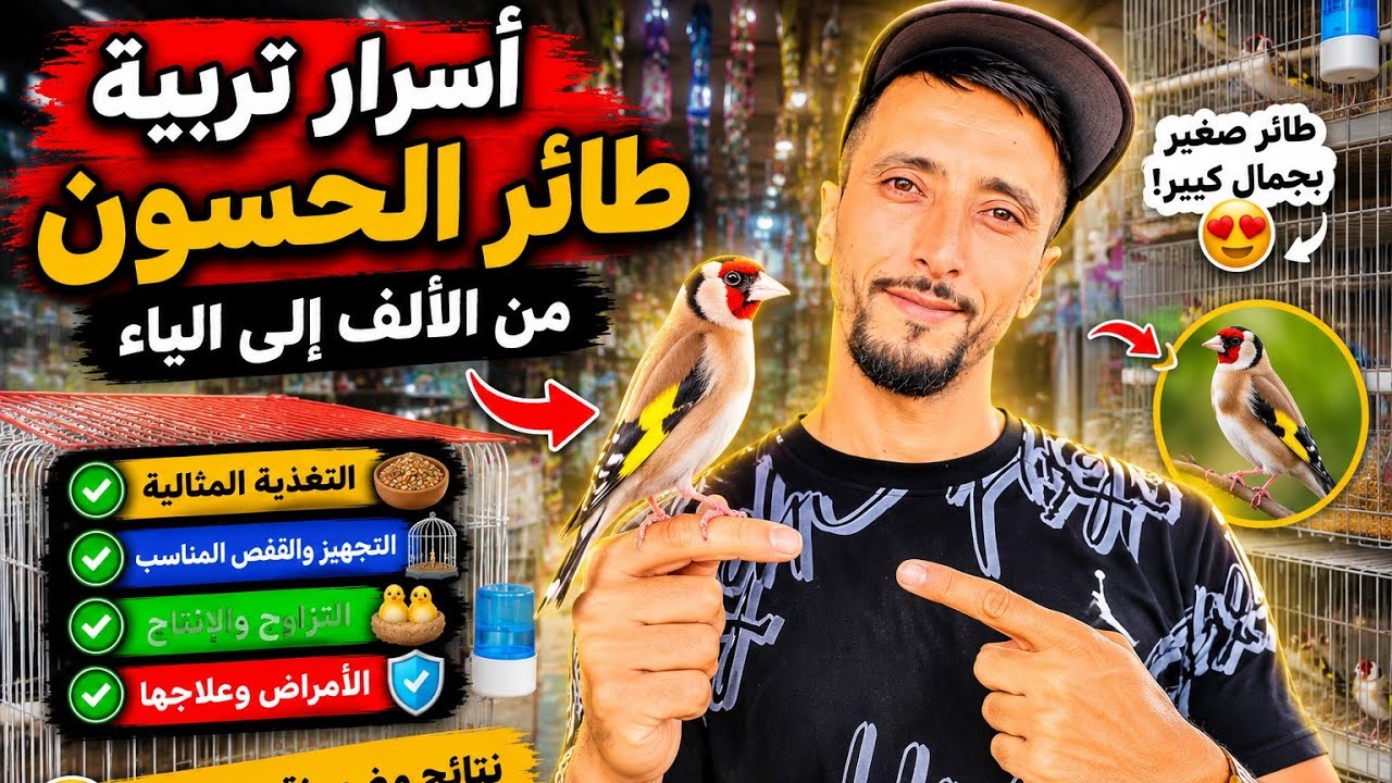 أغلى طائر الحسون فالمغرب 🇲🇦 | منين تشريه؟ وشحال الثمن؟💸