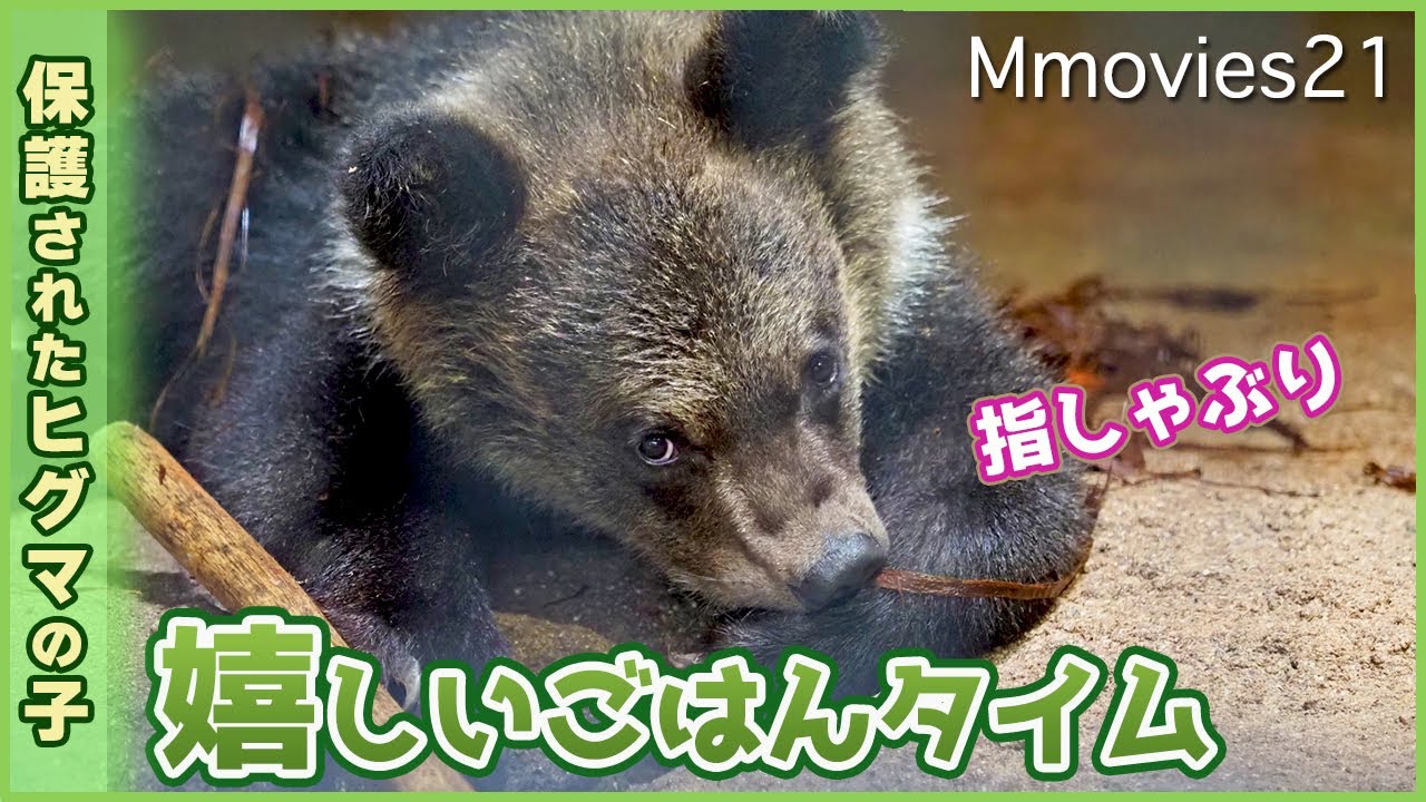 夢中でミルクをなめる子グマ別れた母の記憶が蘇るか・とんこの反応〜旭山動物園に保護された野生のエゾヒグマWild Bear cub protected by Asahiyama Zoo