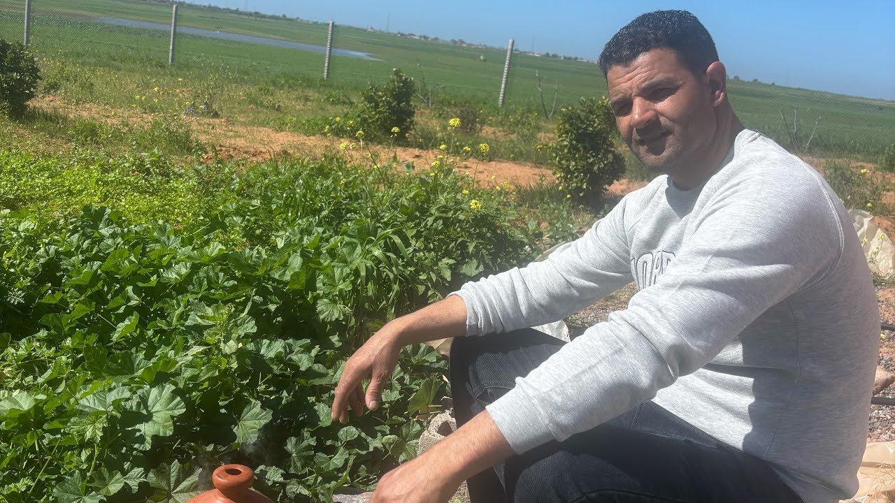 زراعة الزيتون في المغرب مشاء الله فين وصل الزيتون من بعد…..
