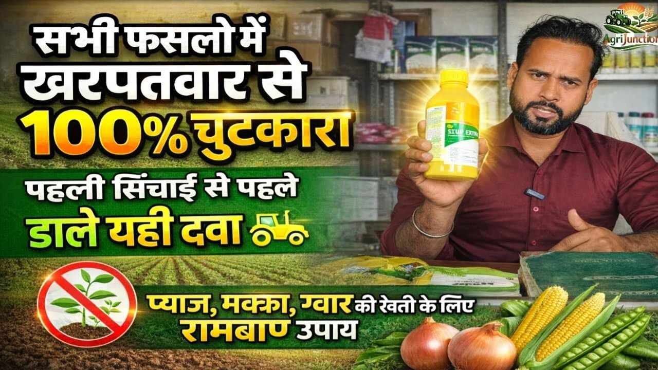 सभी फसलों में खरपतवार से 100% छुटकारा | पहली सिंचाई से पहले डालें यही दवा #agrijunction 