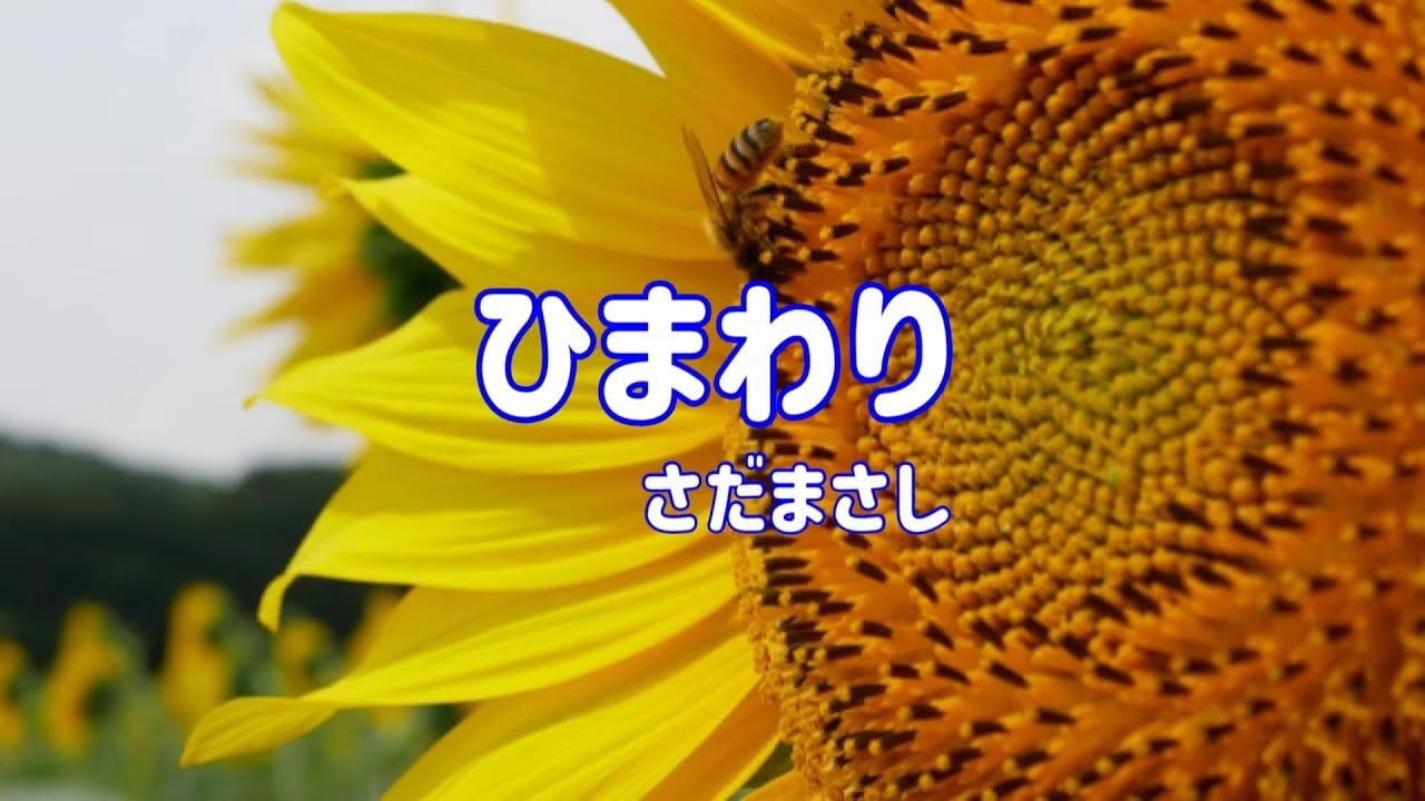 さだまさし ひまわり