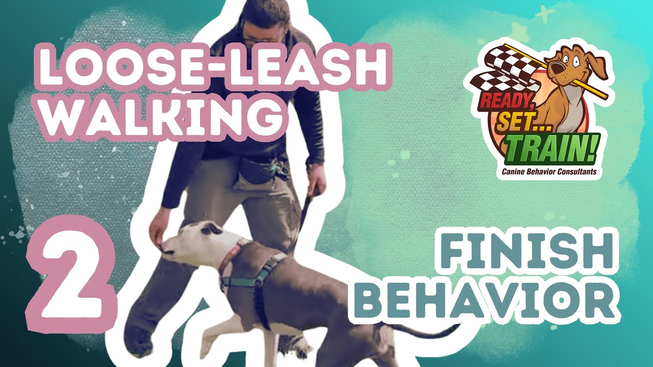 Loose-Leash Walking | Part Two: Finish Behavior | Ready, Set...Train!