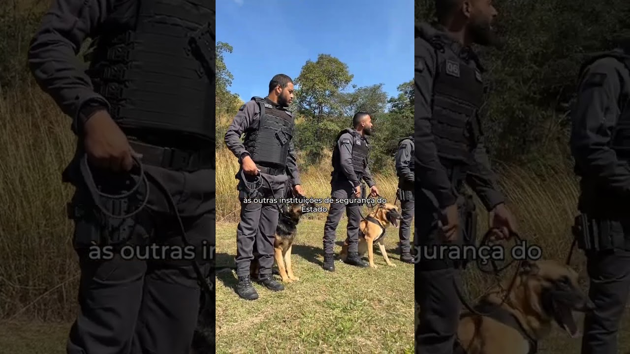 GOC - GRUPAMENTO DE OPERA&Ccedil;&Otilde;ES COM C&Atilde;ES DA PPMG #penal #pol&iacute;cia #pol&iacute;ciapenal #depenmg cr&eacute;d:@depenmg