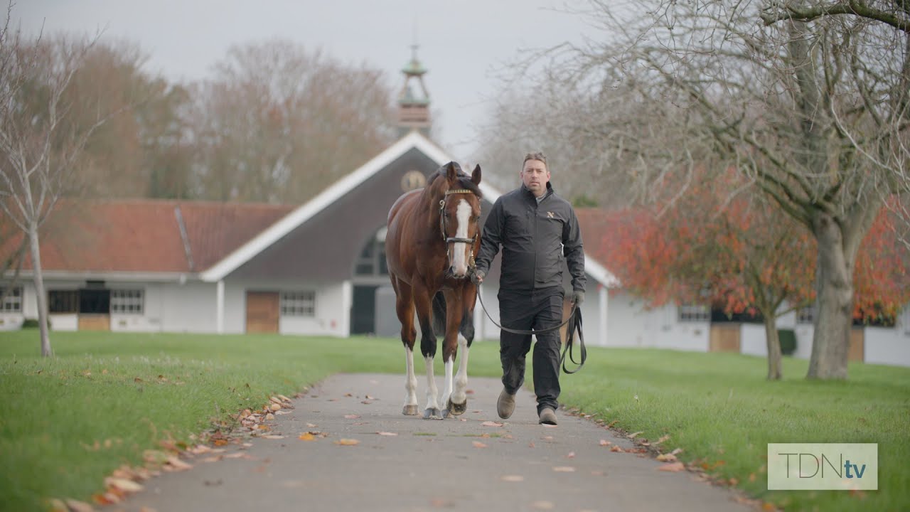 Diego Velazquez Adds Stroke Of Brilliance To The National Stud