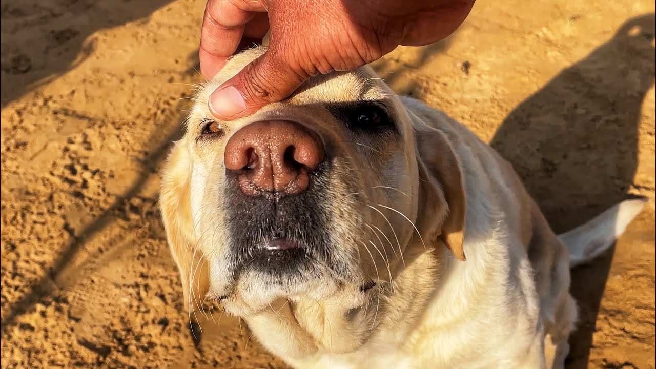 Labrador Dog Enjoying Head Massage From Little Brother 