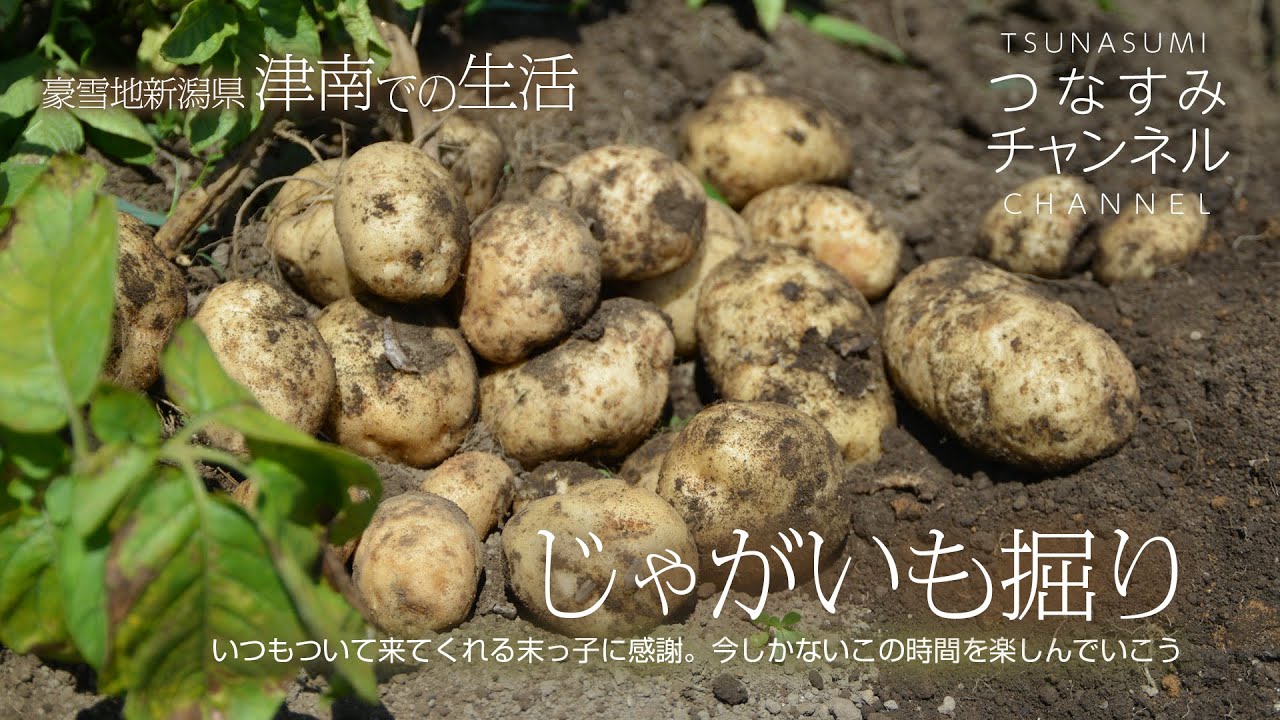 じゃがいも掘り〜いつもついて来てくれる末っ子に感謝。今しかないこの時間を楽しんでいこう〜