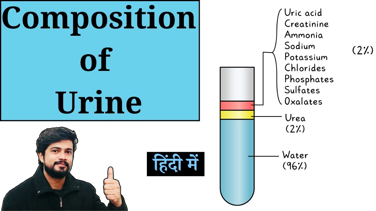 Composition of Urine in Hindi || Chemical Composition of Urine || Urinary System