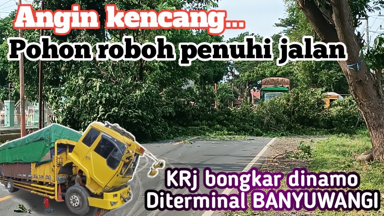 Bongkar dinamo di banyuwangi ‼️Angin kencang 👉 Pohon roboh menuhi jalan