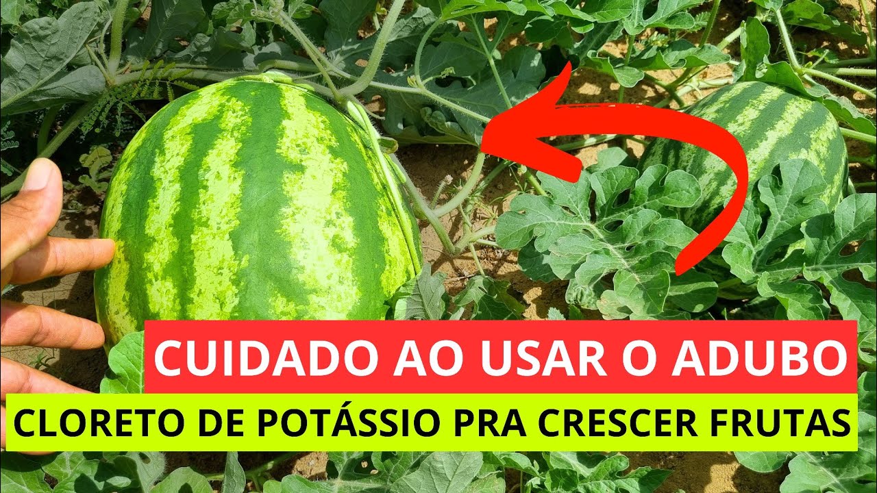 CLORETO DE POTÁSSIO DEIXA SUA MELANCIA PEQUENA 