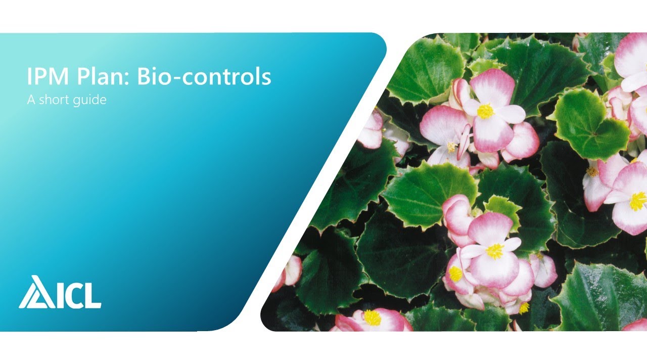 IPM Plan: Bio-controls | ICL Professional Horticulture