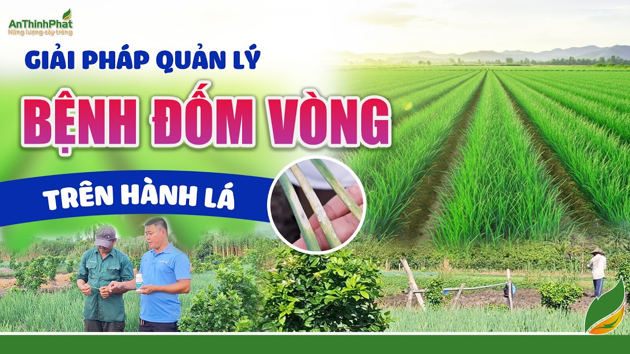 Giải Pháp Quản Lý Bệnh Đốm Vòng Trên Hành Lá | An Thịnh Phát