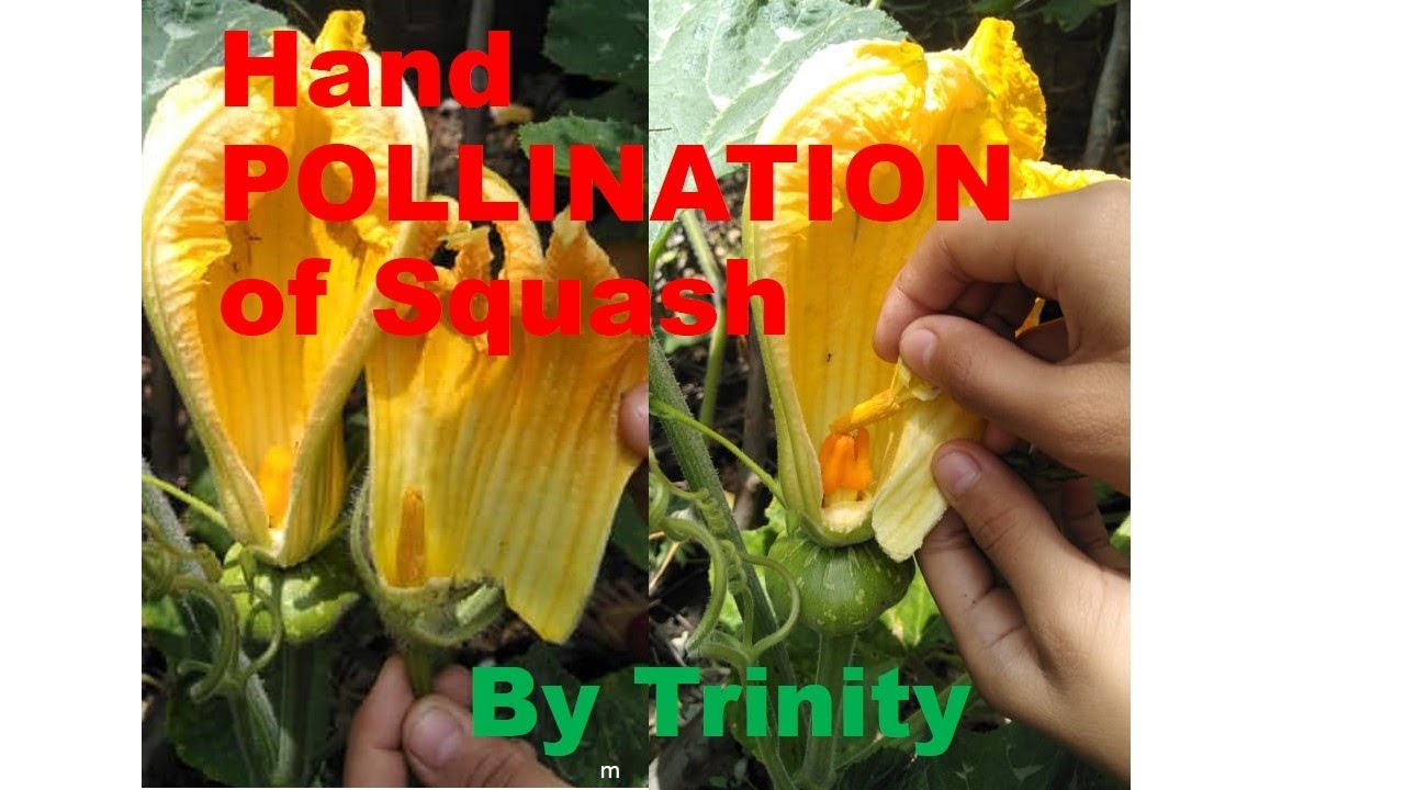 HAND POLLINATION OF SQUASH by TRINITY