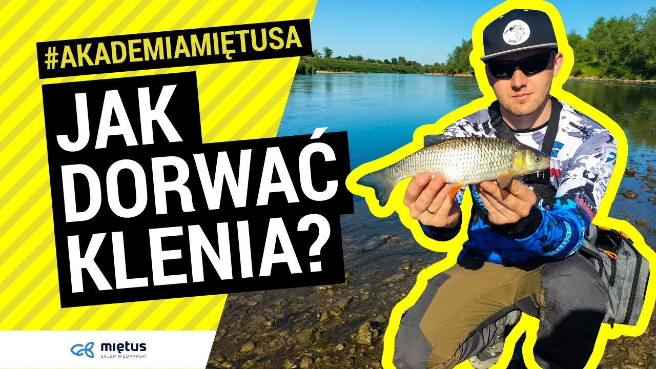 SKUTECZNY #SPOSÓB na Klenia w Rzece | Klenie na Spinning | AKADEMIA MIĘTUSA #WISŁA 🎣