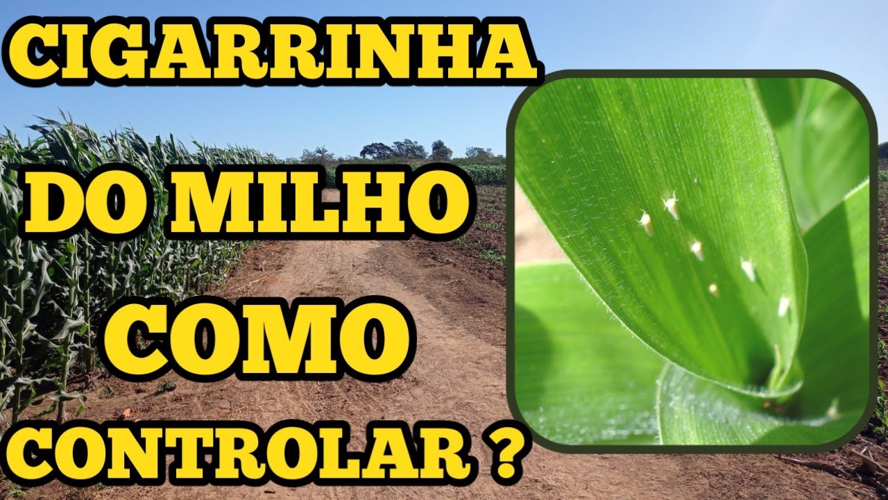 CIGARRINHA do MILHO como CONTROLAR ?