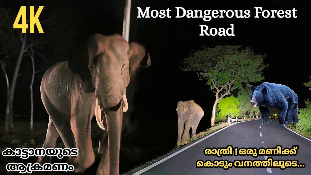 🐾Night Ride In Deep Forest... കൊടും വനത്തിലൂടെ പോകുമ്പോൾ കാർ കുത്തി മറിക്കാൻ വന്ന കാട്ടാന🐘🌿