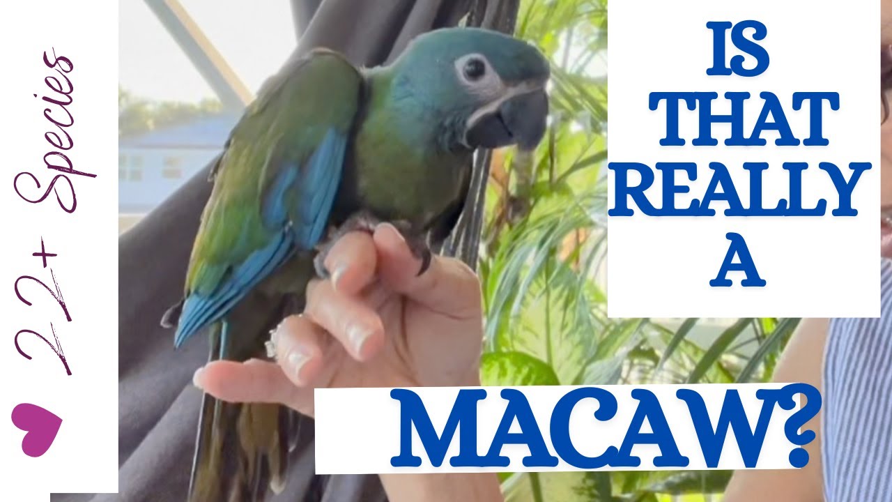 Это ара??? Синеголовый попугай ара | #parrot_bliss #macaw