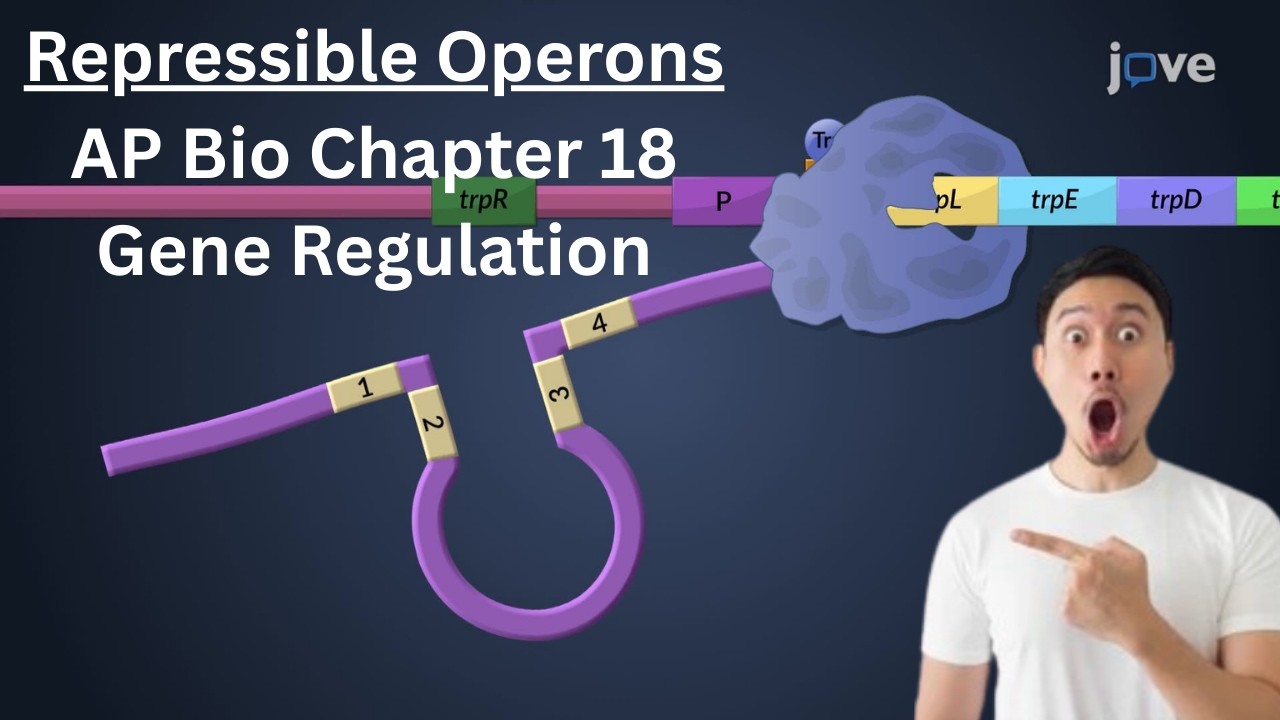 Repressible Operon Model - AP Bio Chapter 18 Gene Regulation