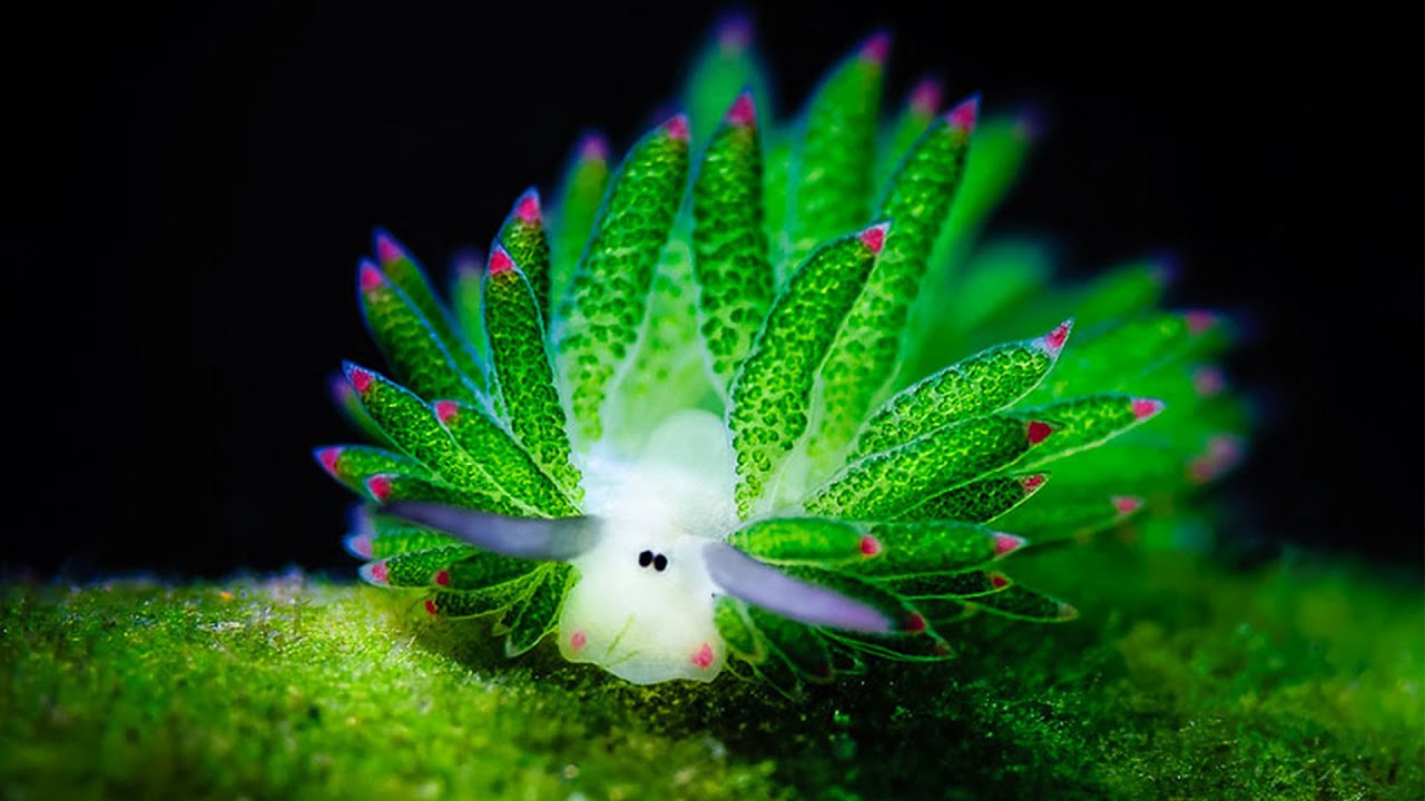 Leaf Sheep - Animal of the Week