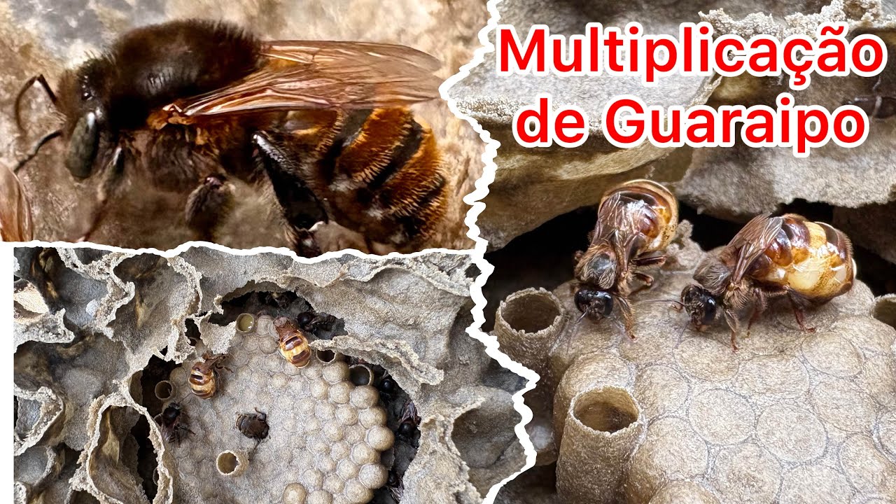 Aula de multiplica&ccedil;&atilde;o de enxame de Guaraipo (p&eacute;-de-pau) para convidados do Melipon&aacute;rio Doce Para&iacute;so 
