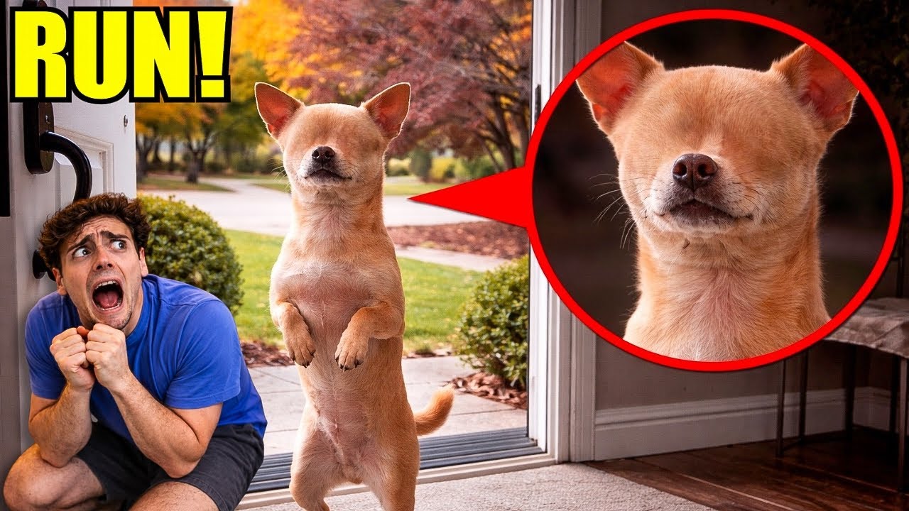 IF YOU SEE YOUR DOG WITH NO EYES…RUN AWAY FAST!!! 😱