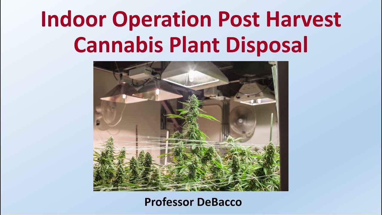 Indoor Operation Post Harvest Cannabis Plant Disposal