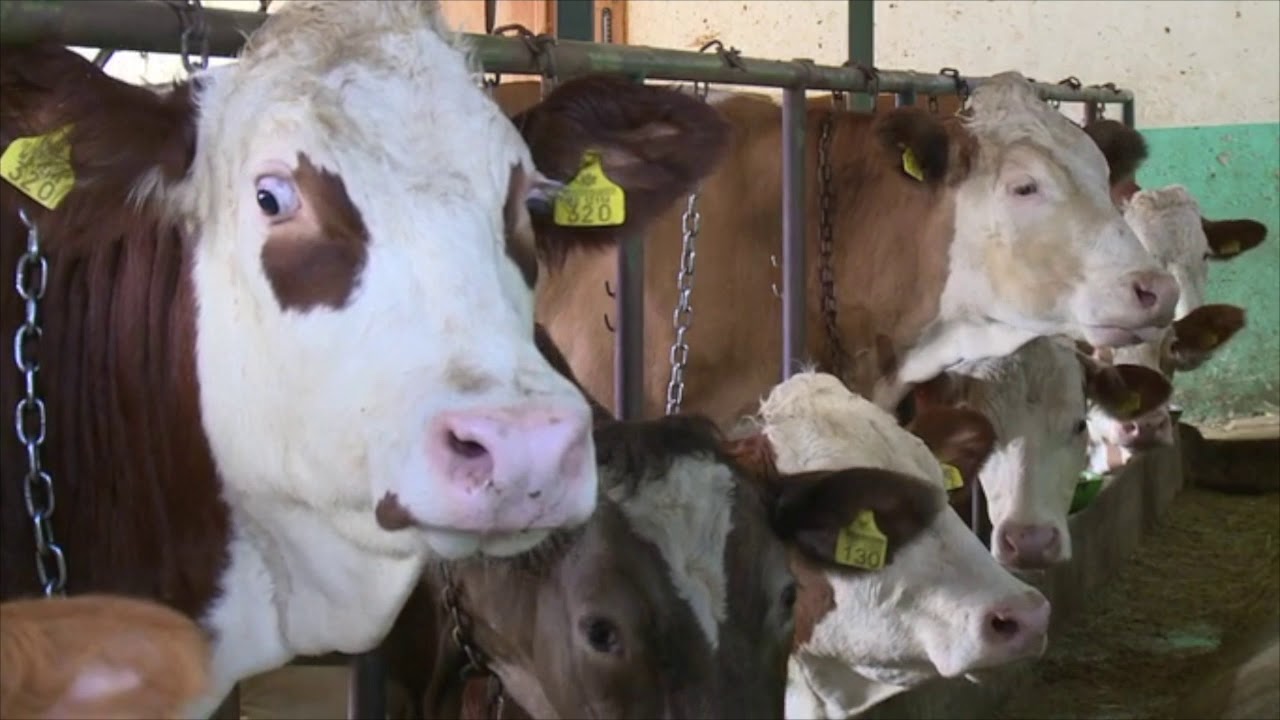 NIKSIC- FARMA OD 50 KRAVA SIMENTALSKE RASE