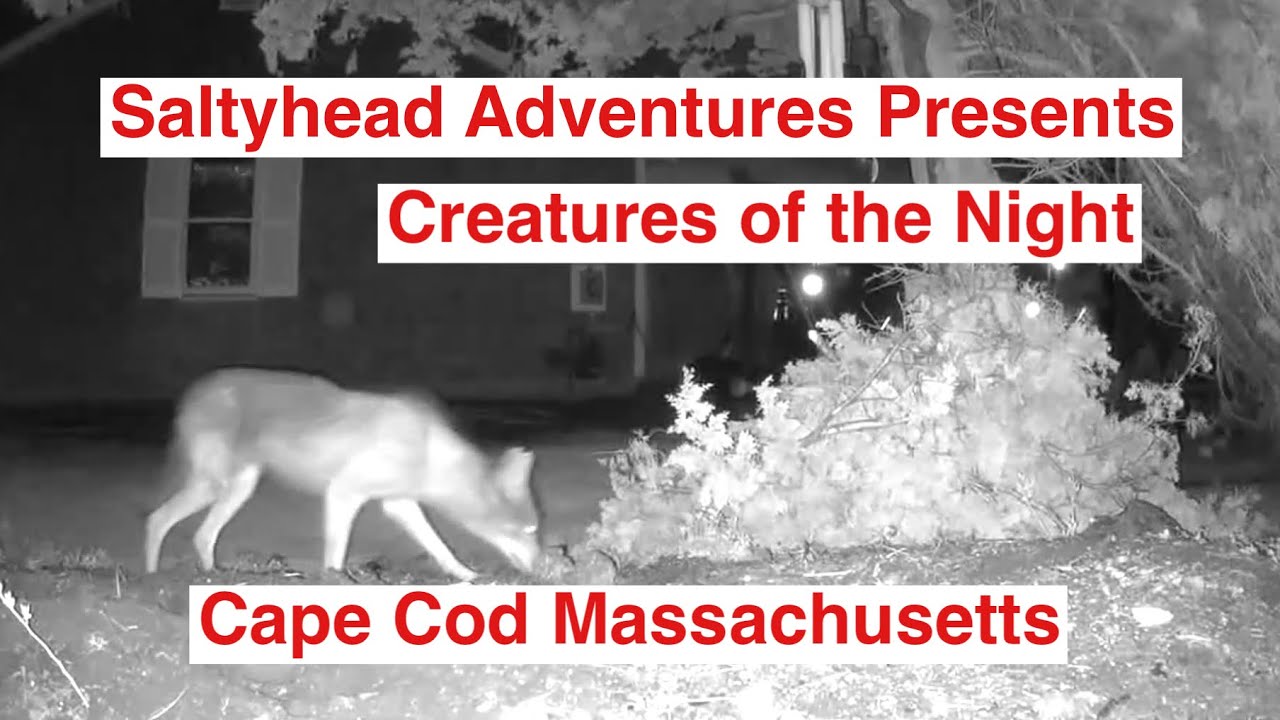 Creatures of the Night with Saltyhead